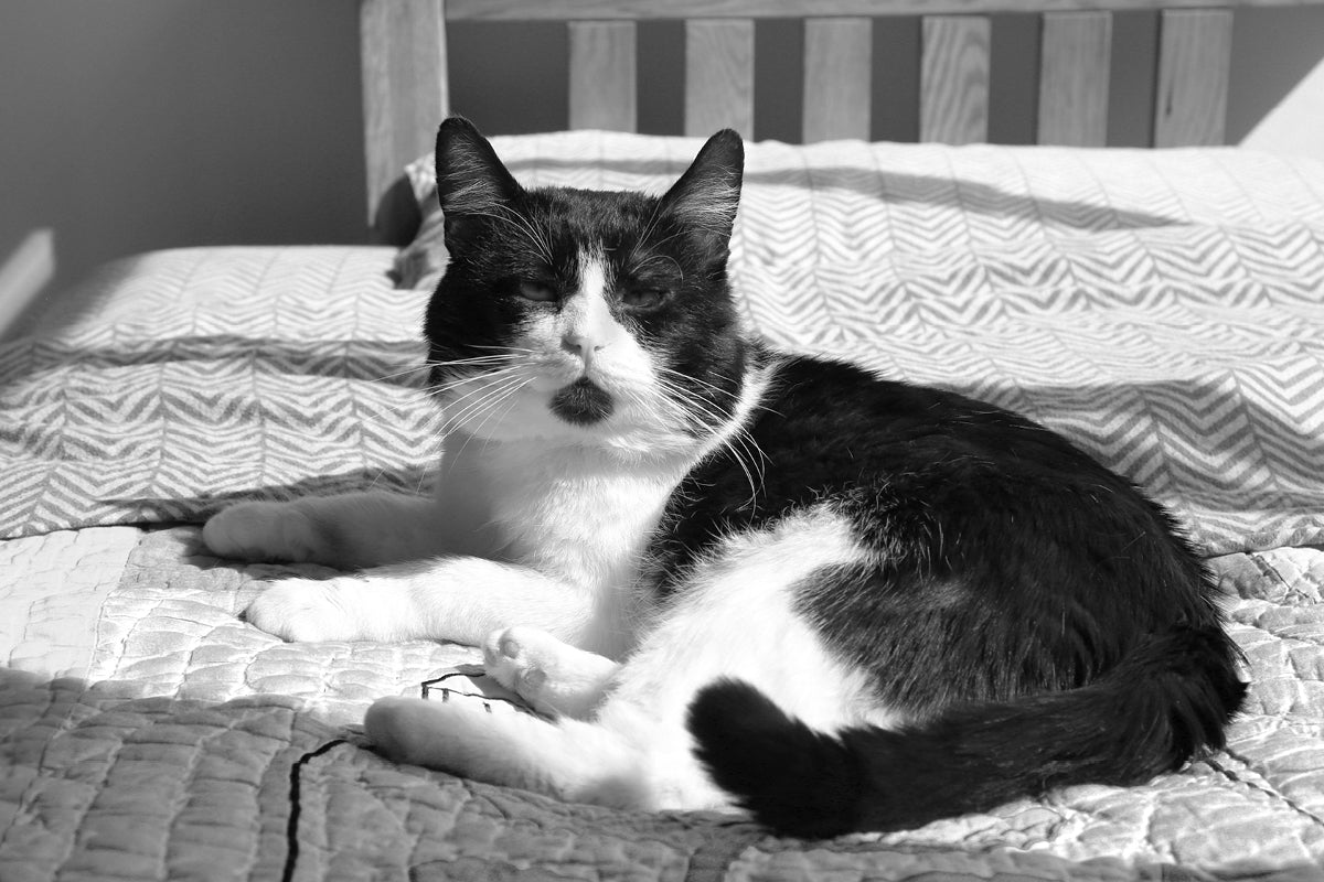 Fast And Furry-ous: Hot Dog, Cool Cat