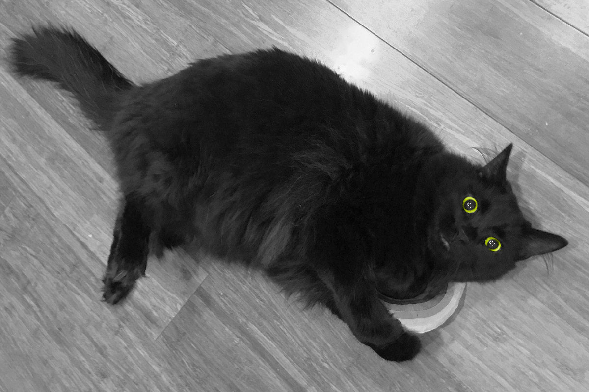 The Tale Of Ser Pounce