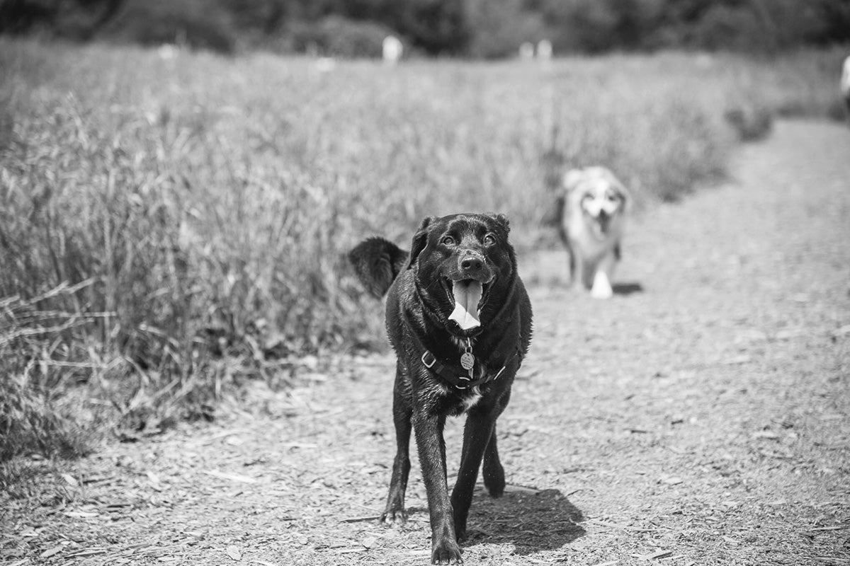 ’Twas the Night Before Asher